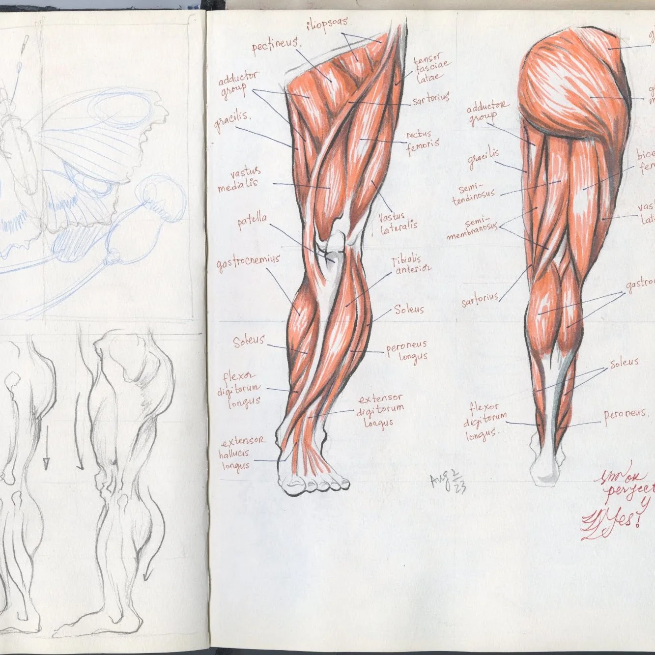 Open sketchbook with detailed muscle anatomy studies